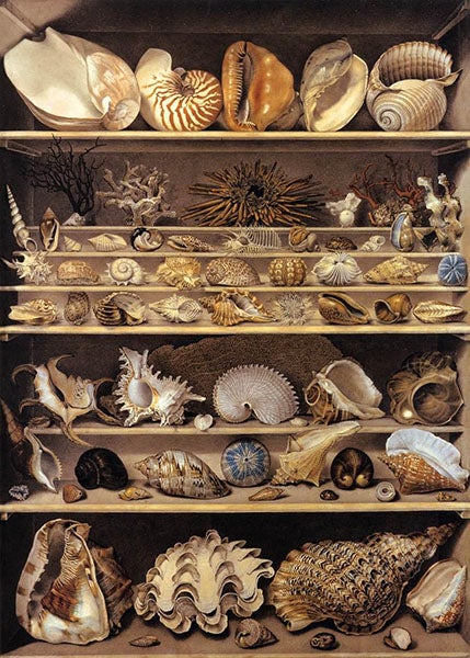 A display of shells from the Leverian Museum, watercolor by Sarah Stone, undated, Natural History Museum, London (dorothygoresky.org)