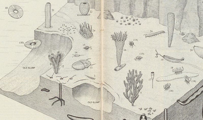 Recreation of the Burgess Shale site, 530 million years ago, a detail of a larger image, restoring to life, among others, Marrela (15); Opabinia (19), Wiwaxia (24), Hallucigenia (18), and Peytoia (10).