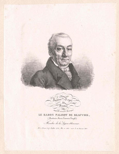 Portrait of Ambroise Palisot de Beauvois, engraving, unknown date (Österreichische Nationalbibliothek via picryl.com)
