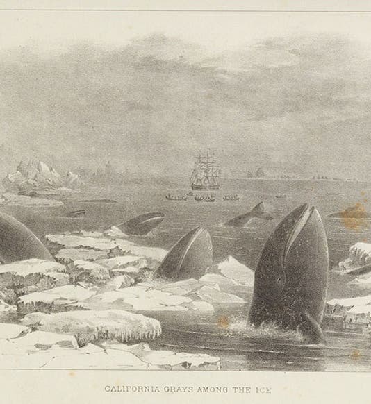 Grey whales in ice, lithograph from drawing by Charles Scammon, in his <i>Marine Mammals</i>, 1874 (Linda Hall Library)
