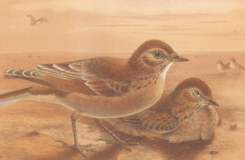 Sand lark, an “isabelline” bird, detail of a chromolithograph by Johan Gerard Keulemans, in George Dawson Rowley, Ornithological Miscellany, 1875-78, vol. 1, 1876 (Linda Hall Library)