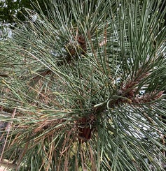 Austrian Pine leaf