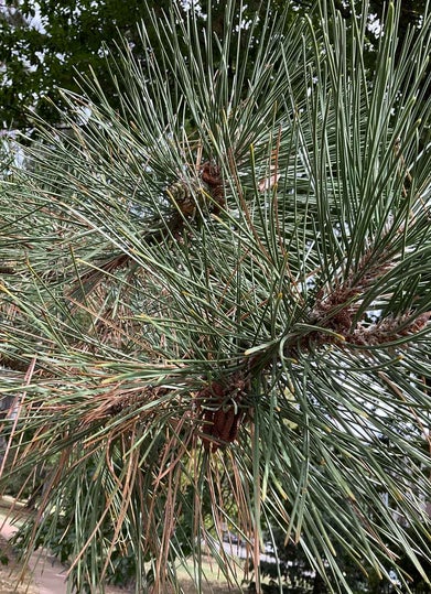Austrian Pine leaf
