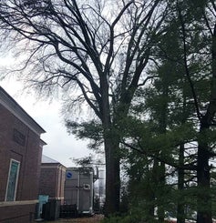 American Elm winter