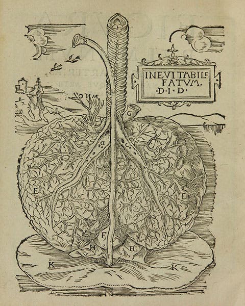 A lung outside on a lovely day, woodcut in Johann Dryander, Anatomiae, hoc est, corporis humani dissectionis pars prior, 1537, National Library of Medicine (collections.nlm.nih.gov)