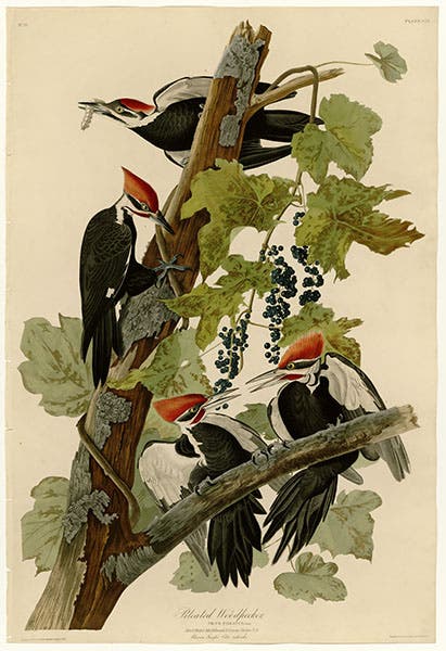 Pileated Woodpecker, drawn by J.J. Audubon, engraved by R. Havell, Jr., plate 111 in Audubon’s Birds of America, 1827-38 (Wikimedia commons)