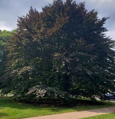 European Beech summer