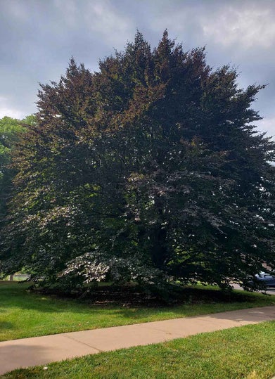 European Beech summer