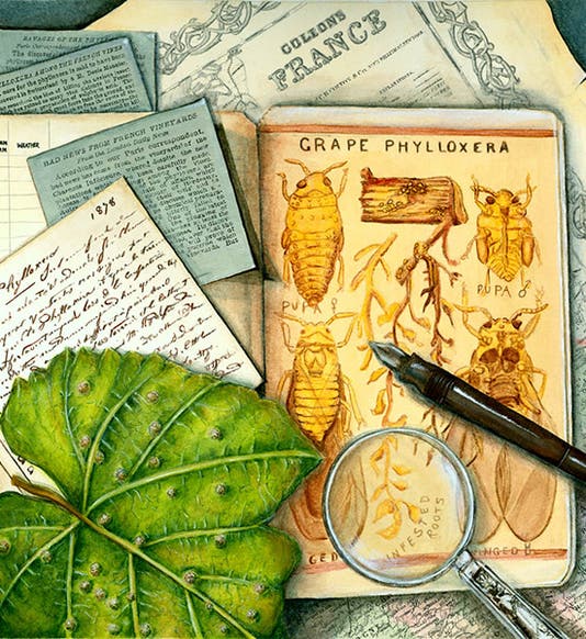 Grape Phylloxera, gouache by Melisa Beveridge, 2007, utilizing a drawing of Phylloxera by Charles V. Riley, 1870s, used by permission of the artist (naturalhistoryillustration.com)