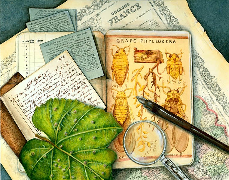 Grape Phylloxera, gouache by Melisa Beveridge, 2007, utilizing a drawing of Phylloxera by Charles V. Riley, 1870s, used by permission of the artist (naturalhistoryillustration.com)