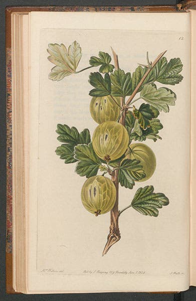 “Crompton’s Sheba Queen Gooseberry,” drawn by Augusta Withers, engraved by W. Clark and S. Watts, in John Lindley, Pomologia Britannica, 1841 (Linda Hall Library)