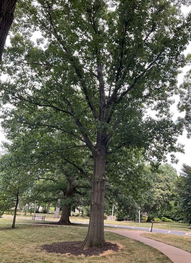 Bottom Oak summer