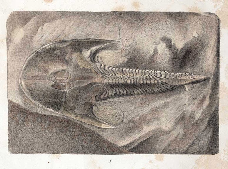 An amored fish, hand-colored lithograph, Recherches sur les poissons fossils: Atlas, by Louis Agassiz, plate 1a, vol. 2, 1833-43 (Linda Hall Library)