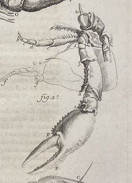 A regenerated crayfish claw, detail of third image, from René-Antoine Ferchault de Réaumur, “Sur les diverses reproductions qui se font dans les Ecrevisses …,” Histoire de l’Académie Royale des Sciences, avec les Memoires … année 1712, plate 12, p. 246, publ. 1714 (Linda Hall Library)