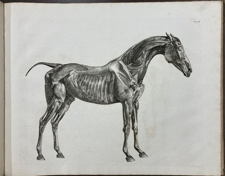 Muscles of the horse, side view, etching by George Stubbs, The Anatomy of the Horse, plate 2 bis, 1766 (Linda Hall Library)