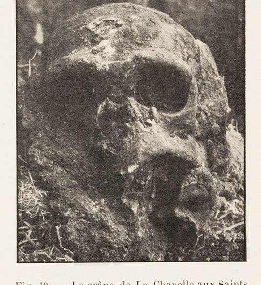 Skull of the “Old Man” Neanderthal in situ, photo in “L’Homme fossile de La Chapelle-aux-Saints,” by Marcellin Boule, Annales de Paleontologie, vol. 6, 1911 (Linda Hall Library)