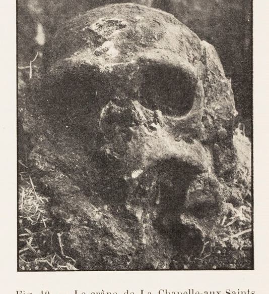 Skull of the “Old Man” Neanderthal in situ, photo in “L’Homme fossile de La Chapelle-aux-Saints,” by Marcellin Boule, Annales de Paleontologie, vol. 6, 1911 (Linda Hall Library)