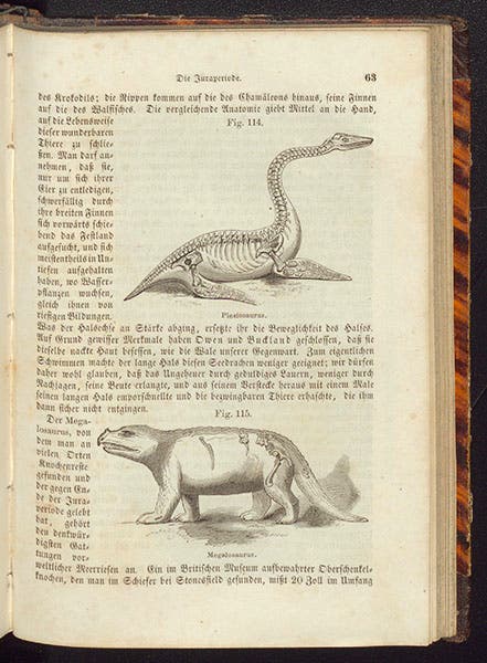 Plesiosaurus and Megalosaurus, text woodcuts, Karl Cäsar von Leonhard, Das Buch der Geologie, vol. 2, 1855 (Linda Hall Library)