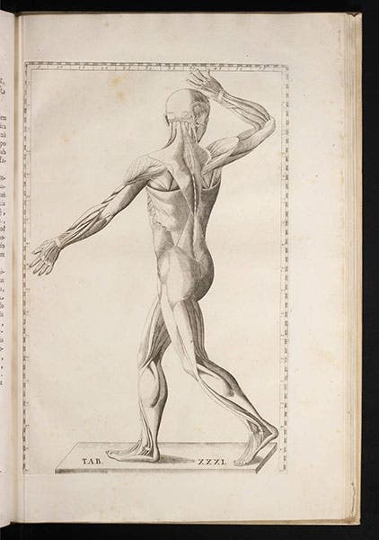 Anatomical plate no. 31, copperplate engraving, Bartolomeo Eustachi, Tabulae anatomicae, 1728 (Linda Hall Library)