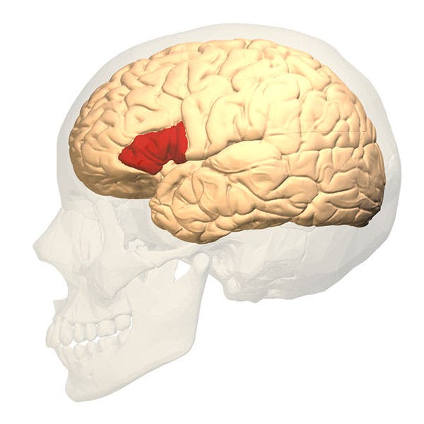 Diagram of the left side of the brain, with Broca’s area, which controls speech, marked in red (Wikimedia commons)