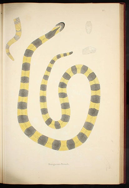 “Bungarum Pamah,” a kind of krait, a poisonous viper, hand-colored engraving by William Skelton, in Patrick Russell, Account of Indian Serpents, 1796 (Linda Hall Library)