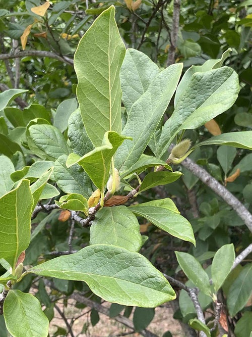 Betty Magnolia leaf