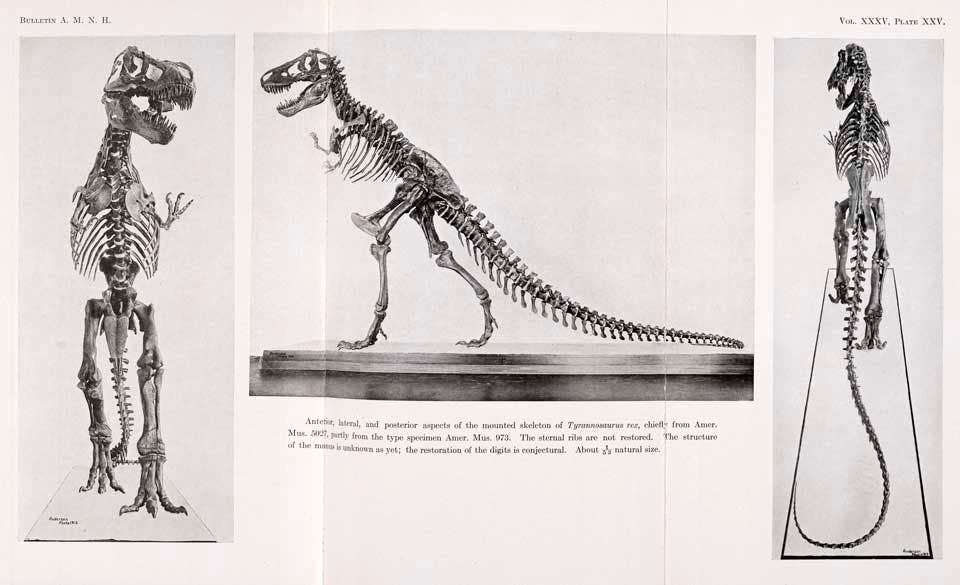 First T. rex Mount. This work was on display in the original exhibition as item 34. Image source: "Skeletal adaptations of Ornitholestes, Struthiomimus, Tyrannosaurus," in: Bulletin of the American Museum of Natural History, vol. 35 (1916), pl. 25.