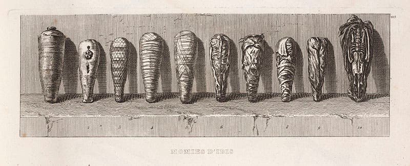 Ibis mummies, from Louis Reybaud, Histoire, 1830-36 (Linda Hall Library)