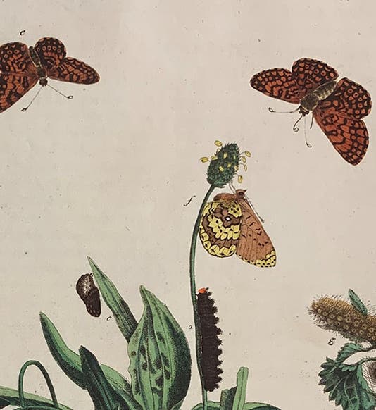The Glanvillle Fritillary, male (top right) and female (top left), as well as the yellow underwings, caterpillar, and pupa, detail of fifth image, hand-colored engraving, The Aurelian: or, Natural History of English Insects, by Moses Harris, 1766 (Linda Hall Library; photo by author)