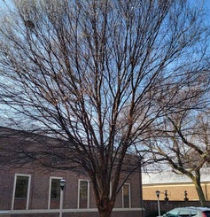 Lacebark Elm winter