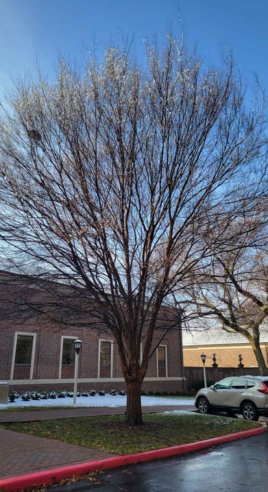 Lacebark Elm winter
