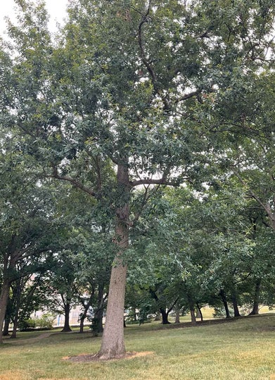 Faxon Oak summer