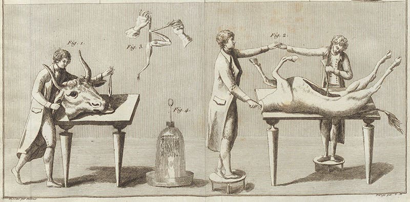 Searching for animal electricity in a dissected ox, detail of an engraving, Essai théorique et expérimental sur le galvanisme, by Giovanni Aldini, plate 1 at end, 1804 (Linda Hall Library)