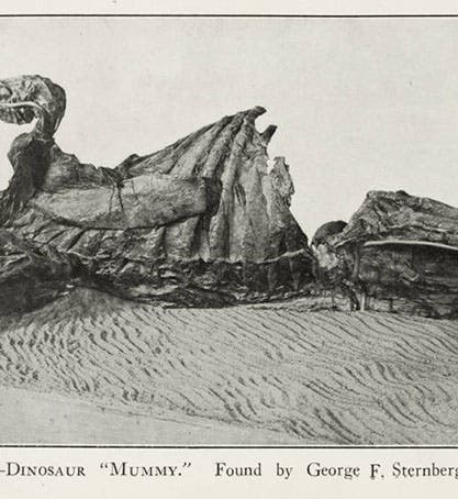 The so-called trachodon “mummy,” discovered by Sternberg in 1908 and sold to the American Museum of Natural History, now known to be an <i>Edmontosaurus</i>,  photograph, in C.H. Sternberg, <i>Hunting Dinosaurs in the Bad Lands of the Red Deer River, Alberta, Canada</i>, 1917 (Linda Hall Library)