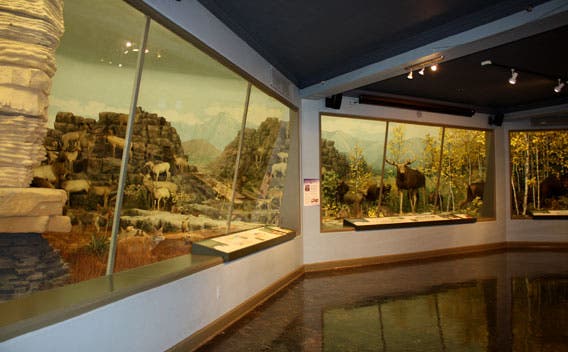 Dyche panorama in the Natural History Museum, University of Kansas, Lawrence, modern photo (University of Kansas Biodiversity Institute)