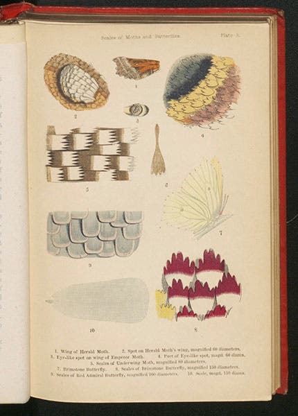 Scales of various butterflies, colored wood engraving, Mary Ward, The Microscope, 3rd ed., 1869 (Linda Hall Library)
