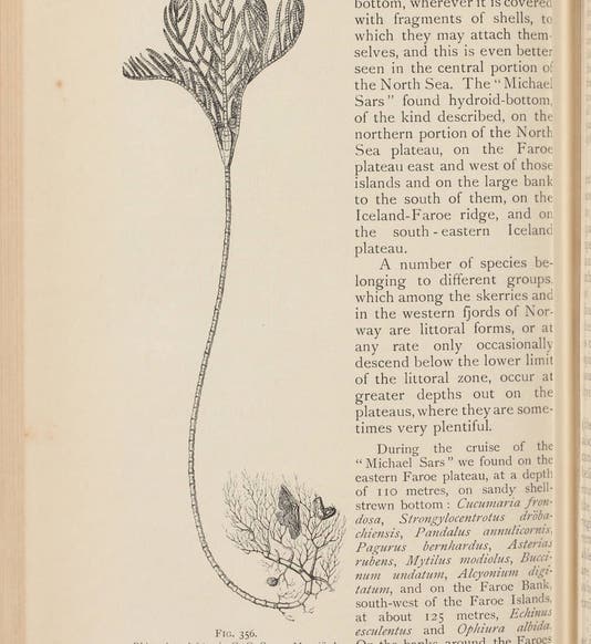 <i> Rhizocrinus lofotensis</i>, a living crinoid, discovered by Michael Sars in 1668, from Johann Hjort and John Murray, <i>The Depths of the Sea</i>, 1912 (Linda Hall Library)