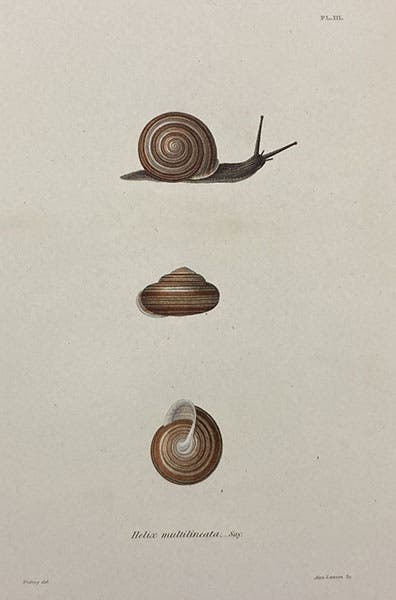 Helix multilineata, colored engraving in The Terrestrial Air-breathing Mollusks of the United States, by Amos Binney, ed. by Augustus A. Gould, vol. 3 (plate volume), 1857 (Linda Hall Library)