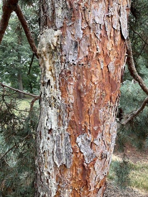 Arts Blue Scotch Pine bark