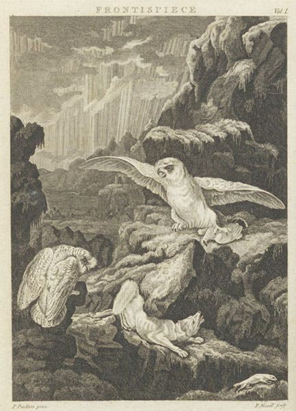 Frontispiece, “Winter scene in Lapland,” engraving, with an arctic fox, ermine, snowy owl, and white grouse, Thomas Pennant, Arctic Zoology, 1792 (Linda Hall Library)