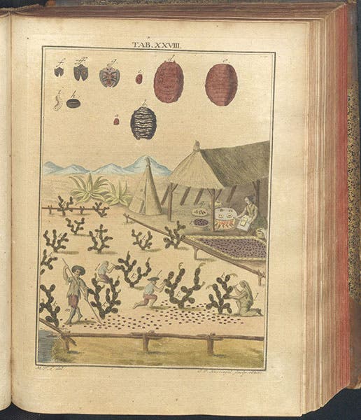 Harvesting cochineal in Mexico, hand-colored engraving, Mikroskopische Gemüths- und Augen-Ergötzung, by Martin Frobenius Ledermüller, plate 28, 1761 (The Linda Hall)
