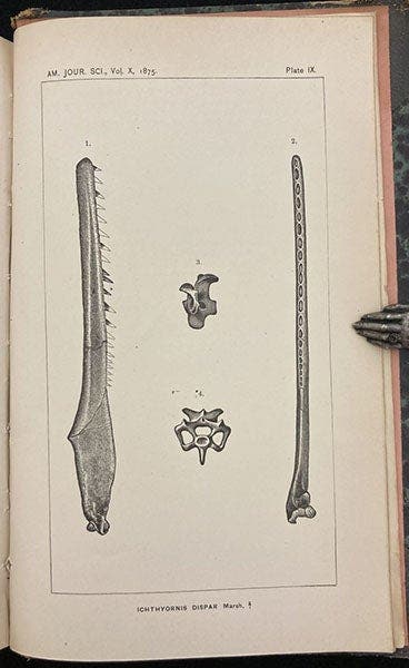The bill of Ichthyornis dispar, a Cretaceous bird found by Benjamin Mudge in Kansas, 1871, lithograph in “On the Odontornithes, or birds with teeth,” by Othniel C. Marsh, American Journal of Science, ser. 3, vol. 10, pl. 9, 1875 (Linda Hall Library)