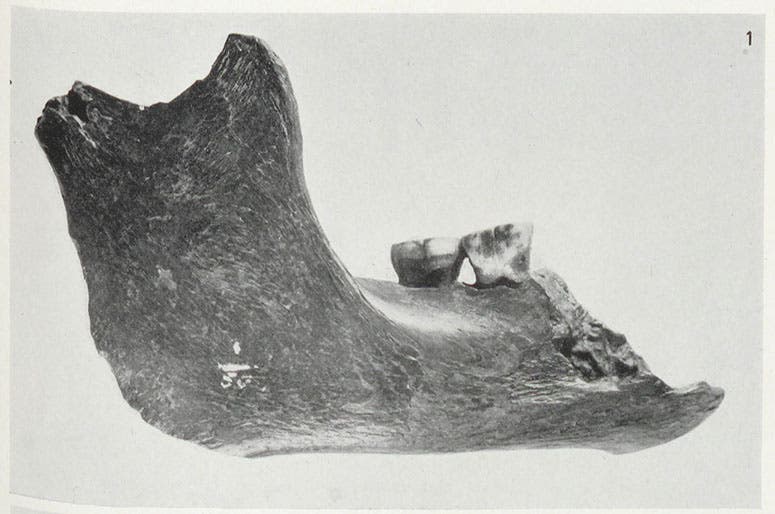The Piltdown I mandible, with two molars intact, photograph, plate in "The solution to the Piltdown problem,” by Joseph S. Weiner, Kenneth P. Oakley, Wilfrid Le Gros Clark, Bulletin of the British Museum (Natural History), Geology, vol. 2, 1953 (Linda Hall Library)