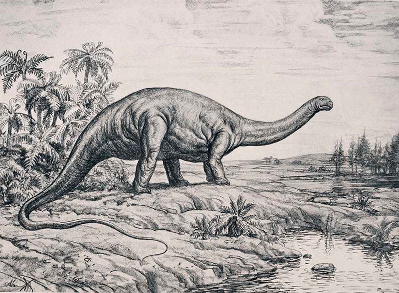 Life restoration of Apatosaurus, charcoal on paper, by Andrey Avinoff, printed as frontispiece in Memoirs of the Carnegie Museum, vol. 11, no. 4, 1936 (Linda Hall Library)
