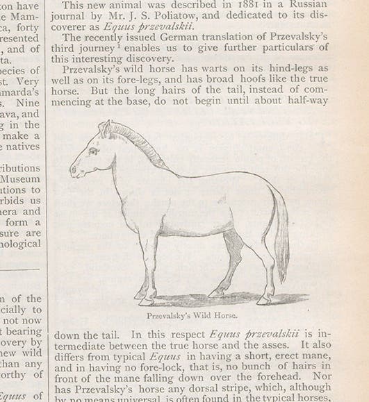 Early published drawing of Przhevalsky’s horse, Nature, vol. 30, 1884 (Linda Hall Library)