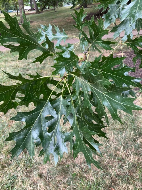 Shumard Oak leaf