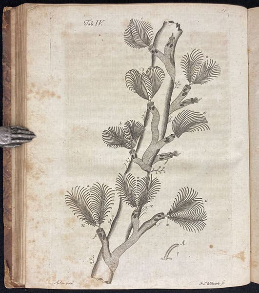 Coral polyps, engraving in Beyträge zur Naturgeschichte der kleinsten Wasserthiere, by Johann Conrad Eichhorn, plate 4, p. 43, 1781 (Linda Hall Library)