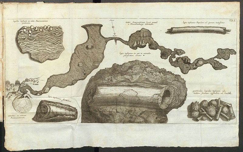 Section of the Baumann cave, with fossils found there, engraving, Gottfried Wilhelm von Leibniz, Protogaea, 1749 (Linda Hall Library)