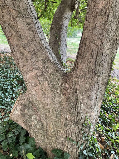 Saucer Magnolia bark