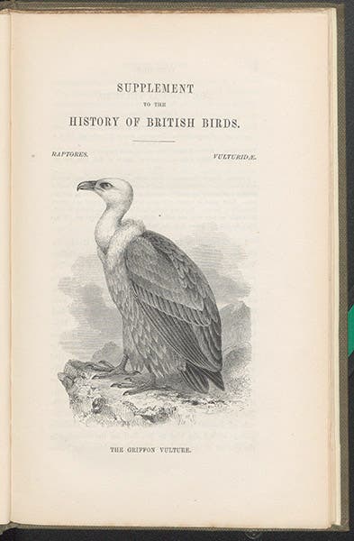 Griffon vulture, wood engraving, on title page of William Yarrell, Supplement to the History of British Birds, 1845 (Linda Hall Library)